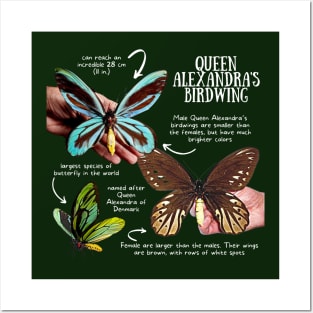 Animal Facts - Queen Alexandra's Birdwing Posters and Art